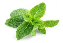 常用三叶代茶饮,可减肥、降脂、去口臭-缙哥哥