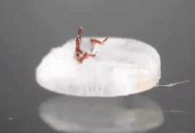 米放久了出现的虫子是哪里来的?米虫能吃吗?如何消灭米虫?-缙哥哥