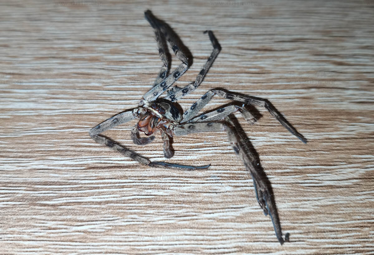 家里出现这种蜘蛛，是白额高脚蛛吗？ - 知乎