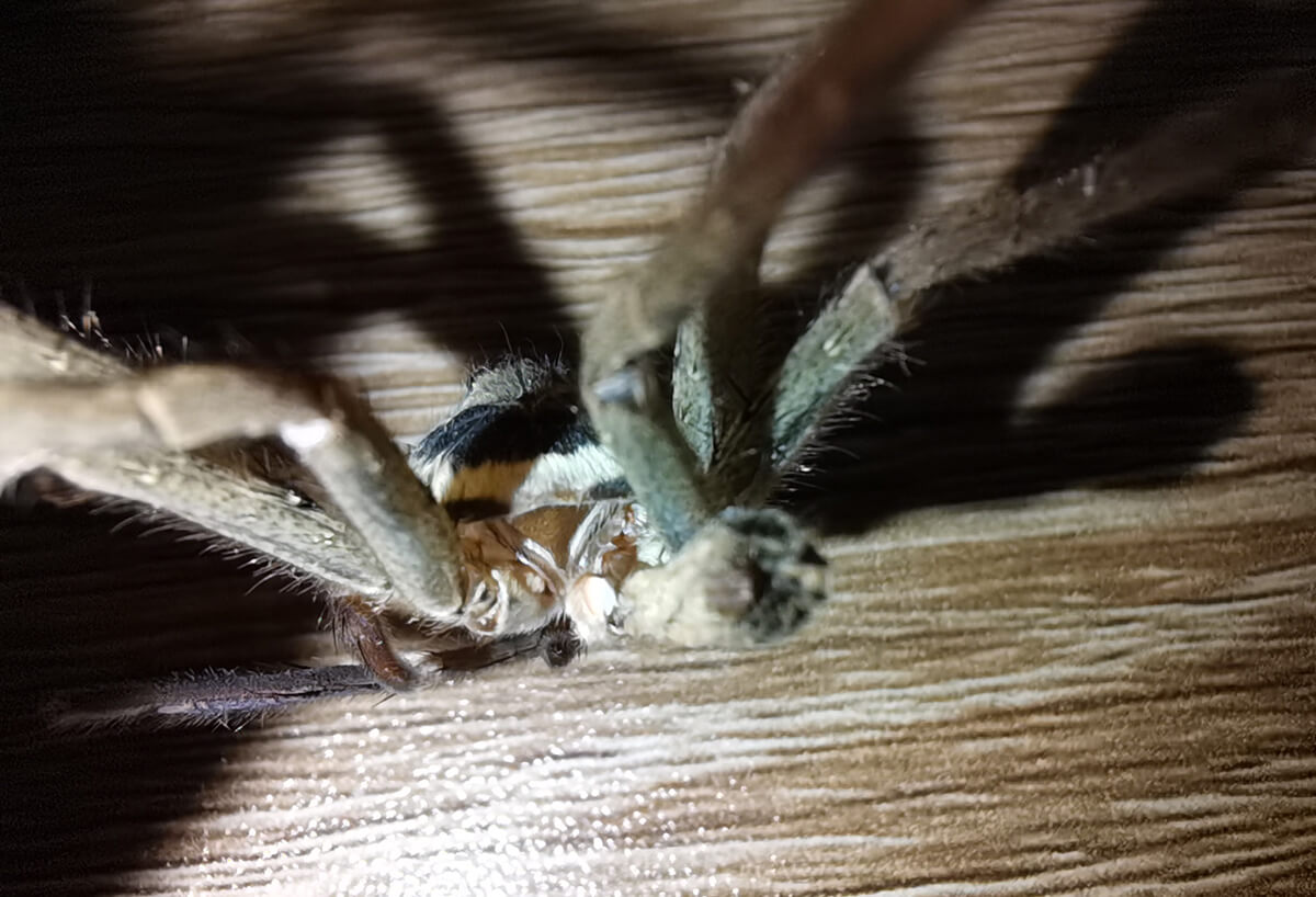 我的生態攝影集: 白額巨蟹蛛, 蠄蟧, 白額高腳蛛, Widespread Huntsman Spider, Heteropoda venatoria,